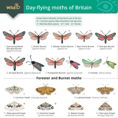 Day-flying moths