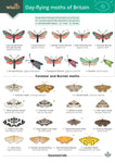 Day-flying moths