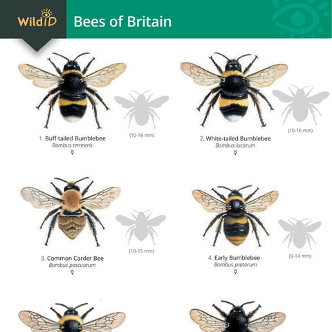 Bees of Britain