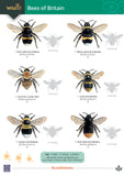 Bees of Britain