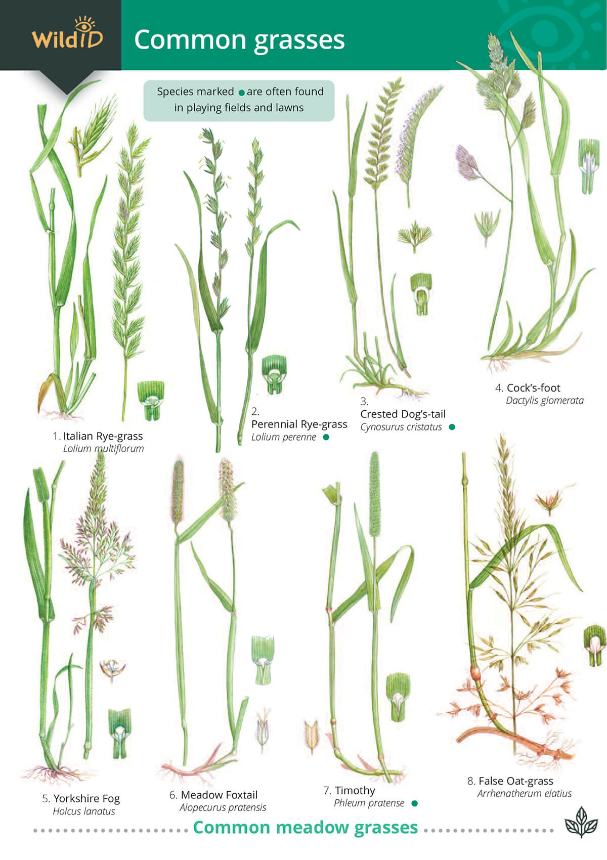 Common Grasses