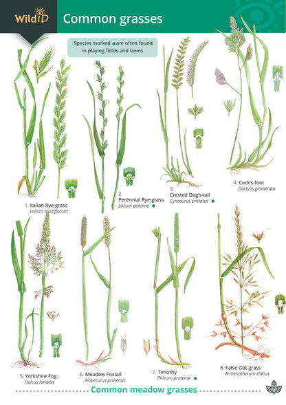 Common Grasses