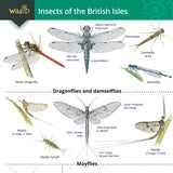 Insects of the British Isles