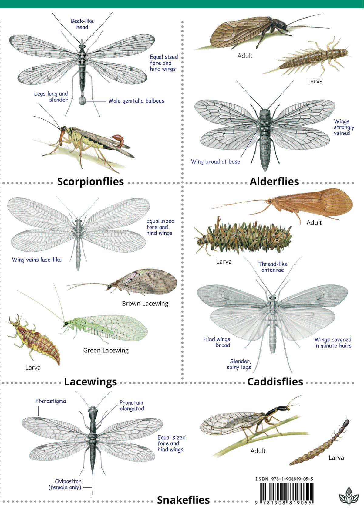England Insect Insects of the British Isles – Meadow in My Garden