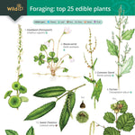 Foraging - Edible Plants