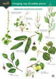 Foraging - Edible Plants