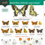 Butterflies of Britain