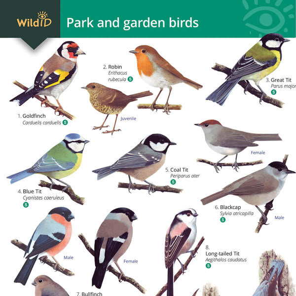 British Garden Birds Identification Chart And Illustration, 43% OFF