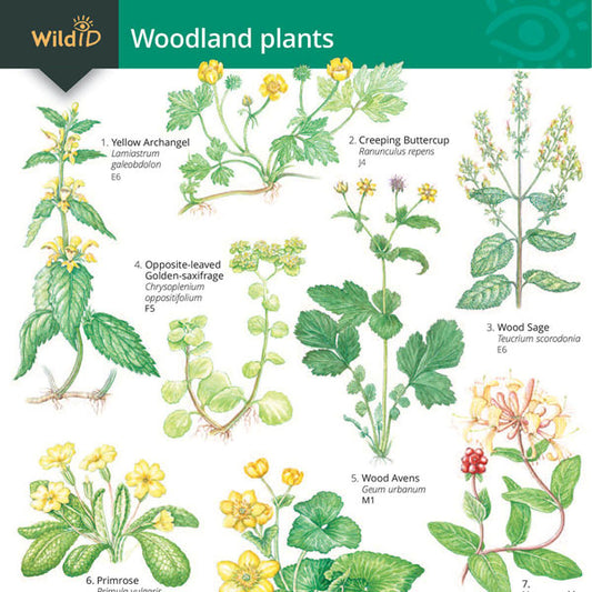 Woodland Plants