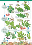 Tree Name Trail