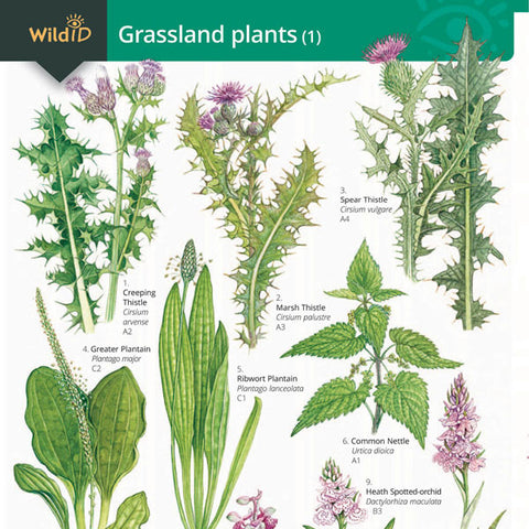 Grassland Plants 1