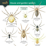 House & Garden Spiders