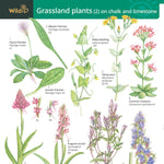Grassland Plants 2