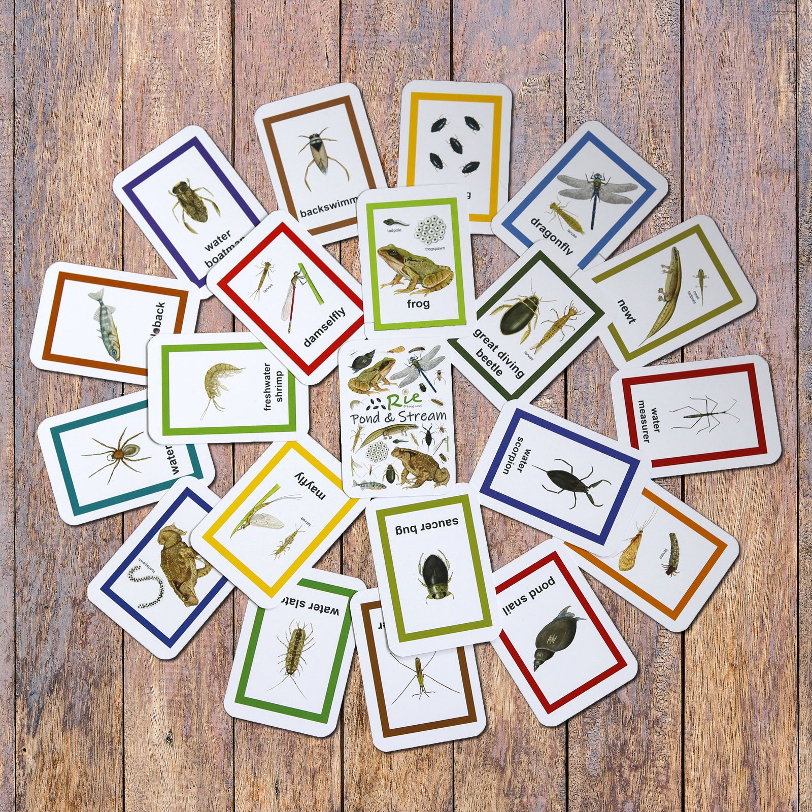Lake Reeds Flashcard Flash Cards - Pond & Stream – Meadow in My Garden