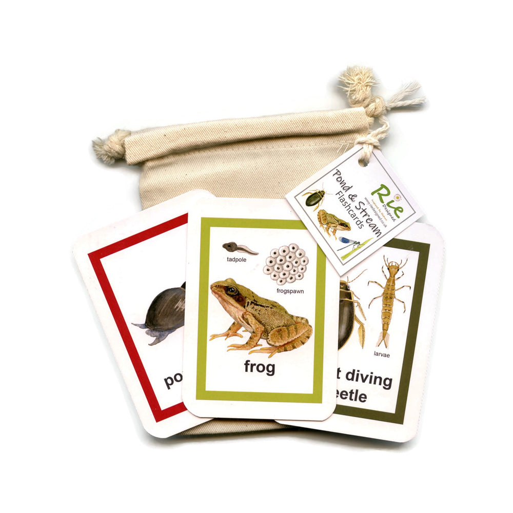 Lake Reeds Flashcard Flash Cards - Pond & Stream – Meadow in My Garden
