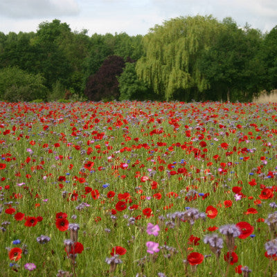 Poppy Flower Meadow