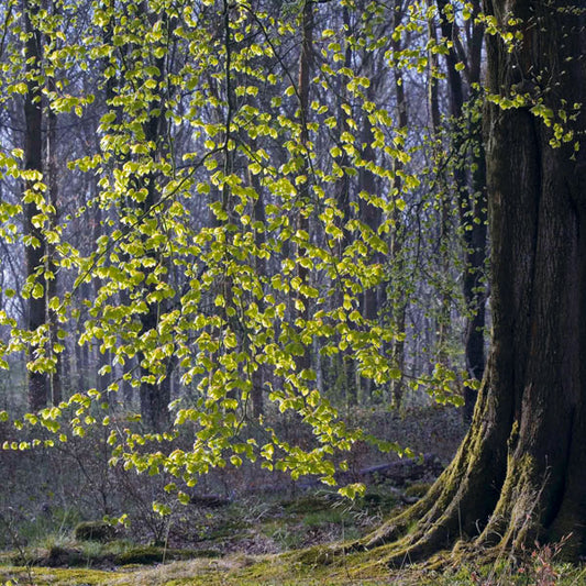 Savernake Beech