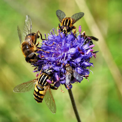 Wildflowers for Butterflies