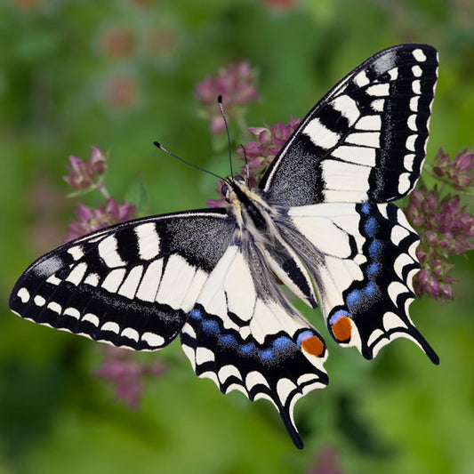 Swallowtail