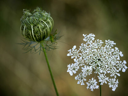 Wildflowers for Butterflies