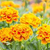 French Marigold