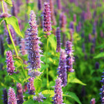 Giant Hyssop