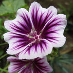Mallow