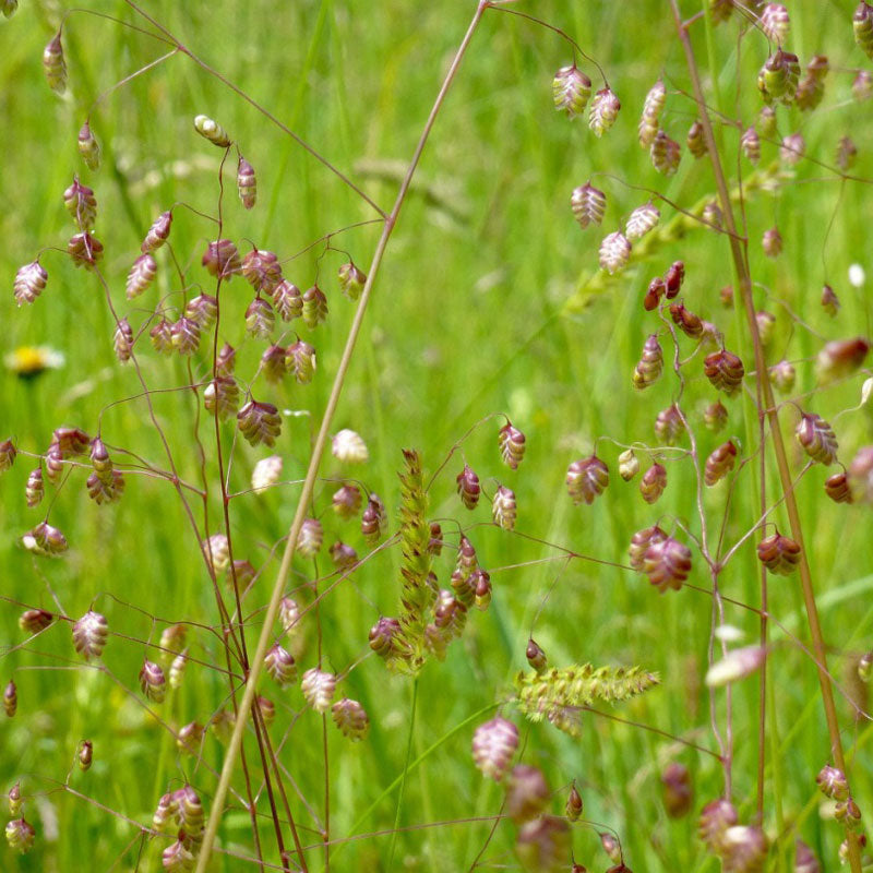 Meadow Grasses