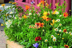 Planters