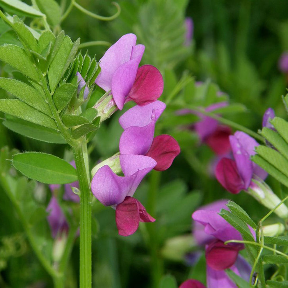 Prince Vetch Vetch – Meadow in My Garden